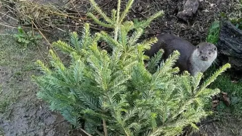 UK Wild Otter Trust A otter stood to the right of a green Christmas tree. The otter is brown and white. 