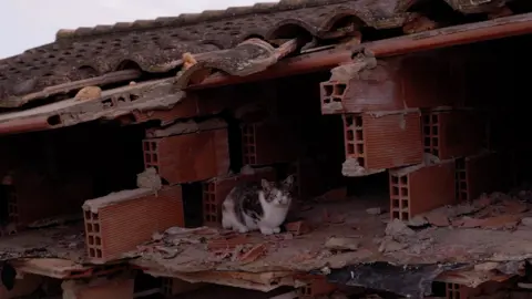 A white and brown cat sits among the debris in the Matías family's house, just under the roof