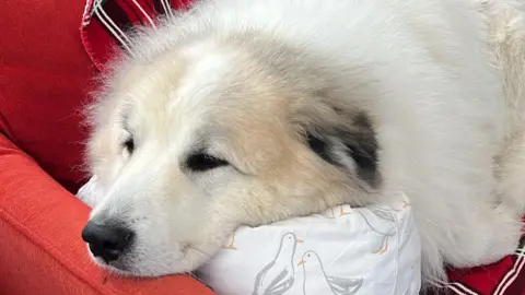 Supplied Brody, a large, white, long-haired Pyrenean mountain dog, lying on a red sofa.