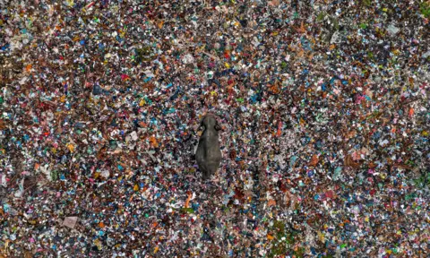 Lakshitha Karunarathna An Asian elephant walks through heaps of rubbish at a landfill in Sri Lanka. The brightly coloured discarded rubbish contrast starkly with the elephant’s grey skin.