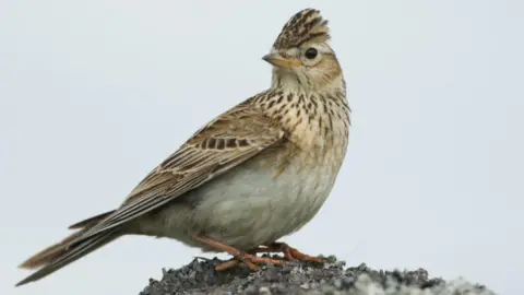 Getty Images/Sandra Standbridge A skylark.