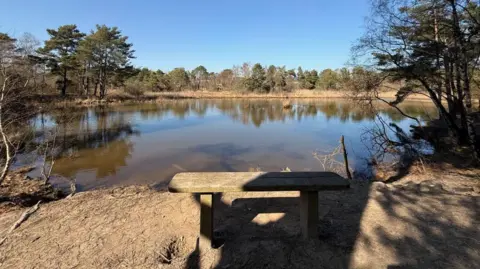 Town and Country A wooden bench in front of a large lake surrounded by pine trees