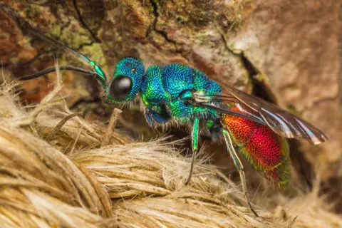 Andrew Fusek Peters A ruby tailed wasp with iridescent blue and green head and thorax with a deep red tail