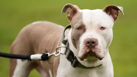 An XL bully dog, brown and white, looking at the camera. It is on a black leash and is standing in a field. The background is blurred.