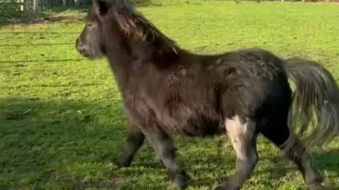 Lucy Loder Black, small fluffy pony in grassy field his left hind leg is shaved at the top.