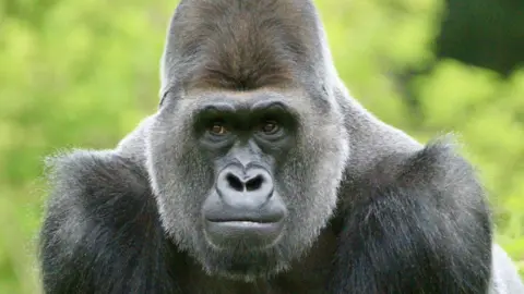 The head and shoulders of a large black Western lowland gorilla with a blurred background of trees.