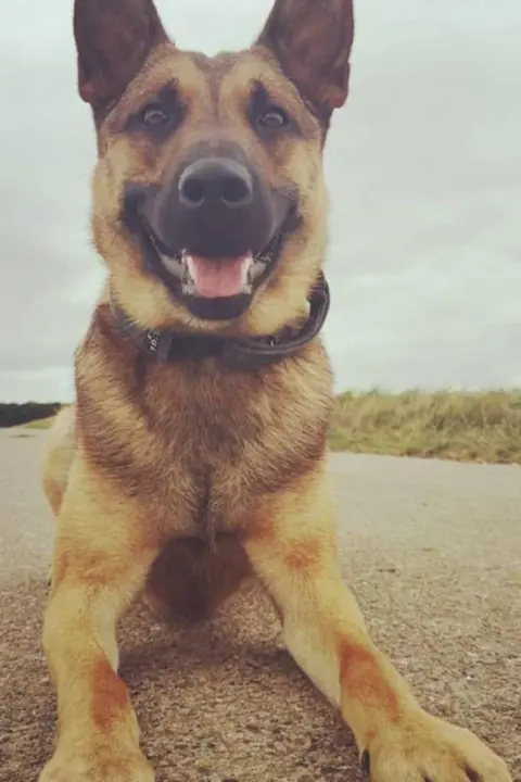 Humberside Police A Belgian Malinois dog who has a long nose, brown face and pointy ears is sat with his paws outstretched in front of him. His mouth is open and he is sat in a lane with a grass verge.
