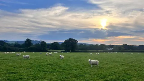 Samantha Edwards White sheep in a large field with trees and fields in the background. The sun is low, creating orange colours in the sky near the horizon.