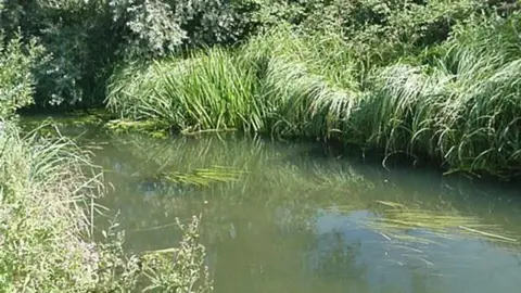 David Leeming A small section of a stream with reeds on either side and trees in the background.