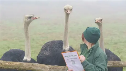 Three ostriches cluster together in a field next to a wooden fence, all looking towards a zookeeper. She stands on the other side of the fence with her head turned away from the camera towards the birds. She wears a forest green hat and jacket and is writing on a clipboard.
