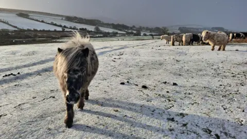 TreeStar/BBC Weather Watchers Ponies on a hill. The grass is covered in very light snow. There are hills in the background that are also covered in snow. The sky is grey. 