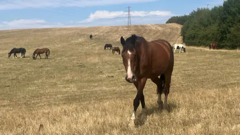 Photograph of horses grazing in a field. The image shows blue sky, grass and trees in the background.
