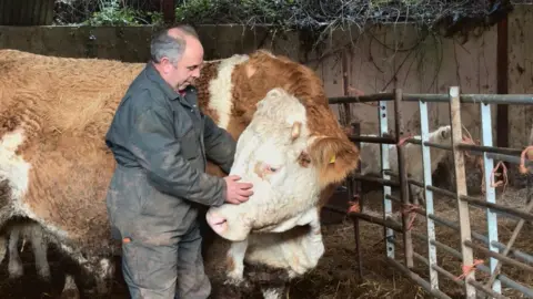 A man stands in a barn on a farm, with a hand on a large cow. Fencing can be seen beside him.