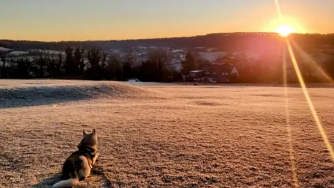 Space Walker A dog sitting on the frosty field looking at the sunrise over a distant hill at Painswick in Gloucestershire. 