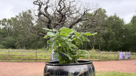 Young oak tree in front of younger