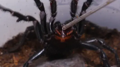 Sydney funnel-web spider