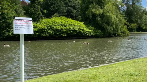A boating lake with an island of trees in the middle. Ducks swim in the water. A sign reads: "This lake is closed due to blue-green alae. Please keep people and pets away from the water." 