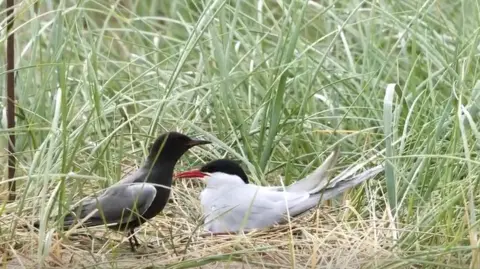 Gary Woodhead  A Black tern and an Arctic tern