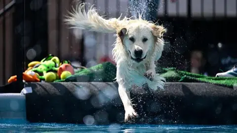 Getty Images Golden retriever in paddling pool