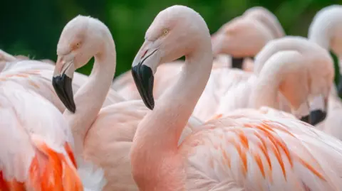 A close up picture of several Chilean flamingos, which have pink feathers and large black curved beaks.