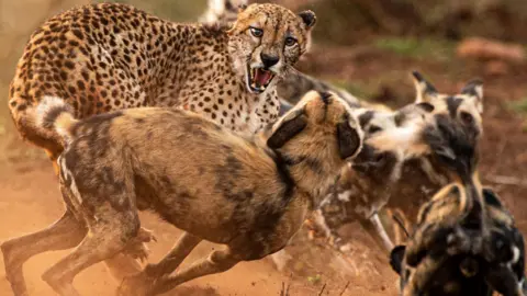 Peter Haygarth An action packed photo showing a cheetah snarling at several wild dogs during a chase.