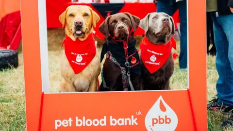 North East Dog Festival Three labradors - one blonde, one brown, and one brown-grey - are stood in a line to have their photo taken. They are looking through a bright-orange cardboard frame, branded with the "Pet Blood Bank" charity logo. All three dogs are wearing similarly branded bandanas.