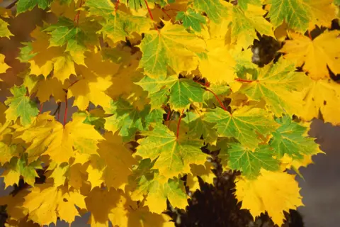 Getty Images Green and golden autumnal foliage of a Norway maple 