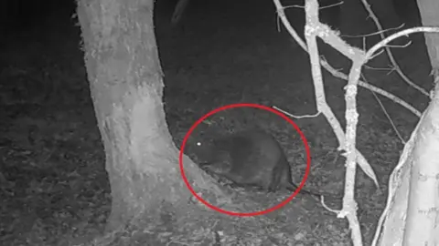 Avalon Marshes Nature Reserve An infrared image at night of a beaver at the foot of a tree