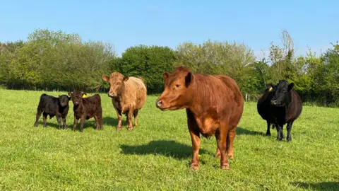 John Ker A grassy green field with three cows, of varying colours, and two young calves, black and brown.