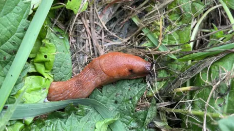 Brownish-orange slug on vegetation. 