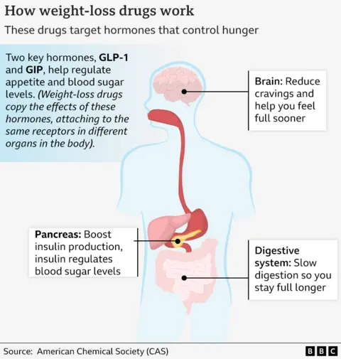 The graphic shows how the drug loses weight in the body. The illustration depicts the human body with three parts highlighted: the brain, pancreas, and digestive system.
