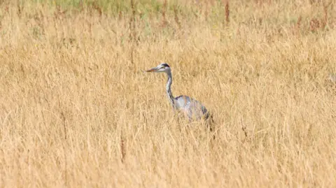 DereksDisco A heron in high brown grass.