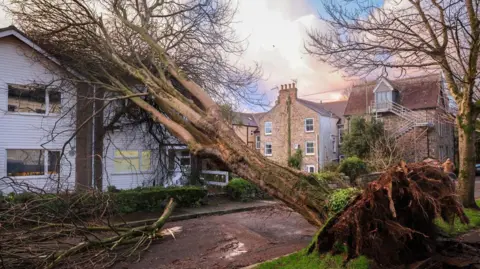 Penzance Council A fallen down tree over a house. There are branches on the road. The trees routes are out of the ground. There are other houses to the right. The sky is blue with white clouds. 