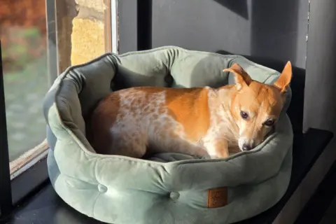 Supplied A dog with ginger and white spotted fur lies on a light blue dog bed by a window. Sun shines over the dog