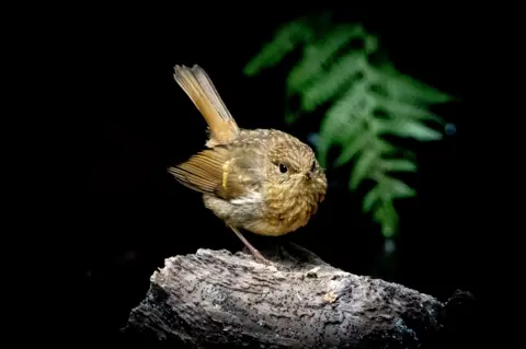 Kenneth Milligan A small brown bird perches on a weathered tree branch. The bird is sharply lit against a dark background, with a blurred green fern visible behind it.