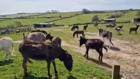 Donkeys running in a field of green grass. 