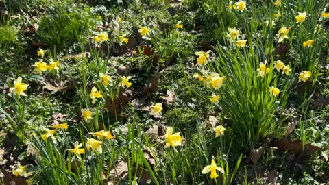 The image shows a patch of grassy land with daffodils growing from the ground. It is a sunny day.
