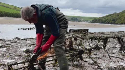 A person wearing waterproof overalls and red gloves uses a power tool that creates sparks to cut or repair a metal rack on a muddy shoreline. The rack, covered in seaweed, sits among other similar frames in a tidal estuary with shallow water and green hills in the background.