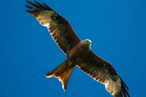 CowleyCaptures A red kite overhead at its full wingspan.