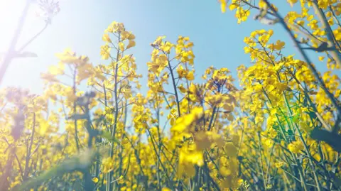 A field of yellow flowers as the sun sparkles. 