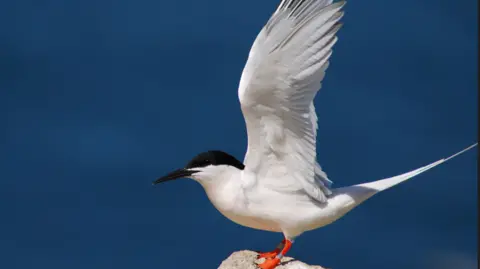 Brian Burke (rspb-images.com) A close up image of a Roseate Tern with its wings outstretched 