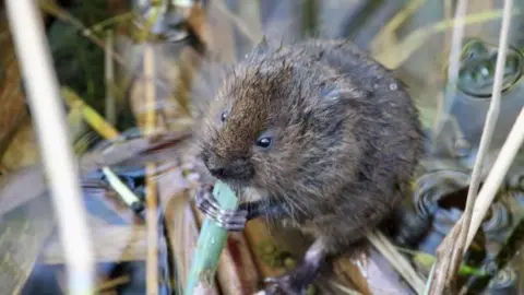 BRUNO LEON Bruno Leon won the under-16 category of the competition with his photograph of a vole eating grass