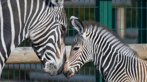 Two zebras with their faces touching