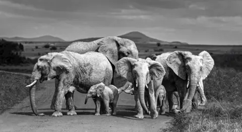 Sophie Brind A herd of elephants block a road 