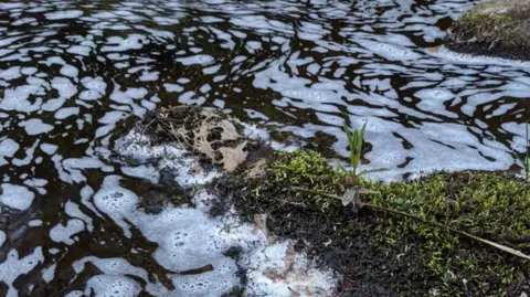 Close-up of shallow water with patches of white foam swirling on the surface, surrounding a small mossy mound with a young plant growing from it, and bits of debris caught in the current.