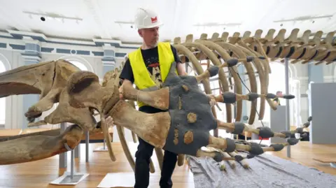 Nigel Larkin pictured with the whale skeleton inside the gallery. He is wearing a hi-vis jacket and a yellow hard hat.
