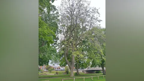 A tree with limited leaf growth is pictured on a grey day. 
