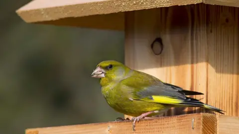 Arterra/Universal Images Group via Getty Images European greenfinch (Chloris chloris / Carduelis chloris) eating seed at garden bird feeder