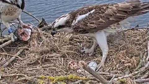 Maya lays her fourth egg at Manton Bay nest at Rutland Water. Her mate 33 is at the b=nest with food.