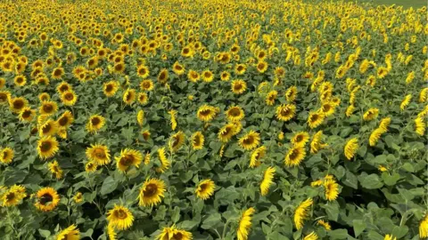 sunflower